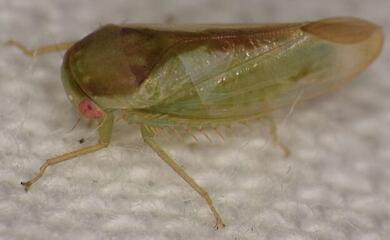 Bislang unbekannte "froschähnliche" Insekten in Uganda entdeckt