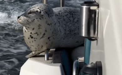 Robbe flieht vor Killerwalen, indem sie ein Boot als "Rettungsinsel" benutzt - Foto des Augenblicks