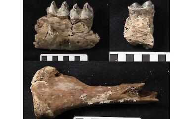 Wissenschaftler haben eine unerwartete evolution&auml;re Verbindung zwischen dem Koala und dem eiszeitlichen "Beuteltierl&ouml;wen" gefunden