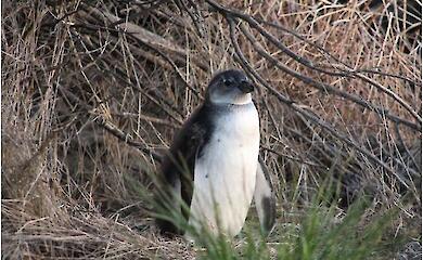 Afrikas bedrohte Pinguine jagen zunehmend in denselben Gewässern wie Fischereifahrzeuge