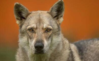 10.000 Jahre Partnerschaft: Wie Hunde mit den Menschen umherzogen