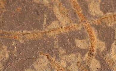 KI enthüllt chemische Spuren des ältesten Lebens auf der Erde, das 3,3 Mrd. Jahre alt ist