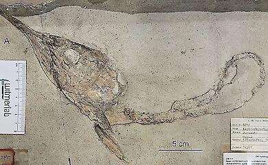 Paläontologen haben versteinerte Fische mit abgetrennten Köpfen und intakten Eingeweiden gefunden