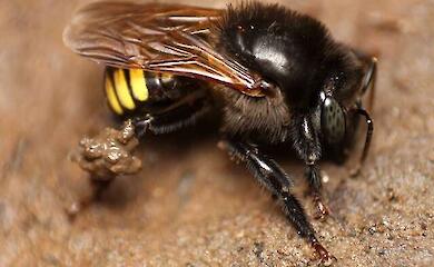 Brasilianische Wissenschaftler haben "Schokoladenhonig" entwickelt