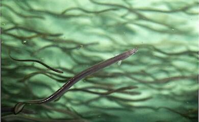 Aal will weltweit strengeren Schutz: Japan streitet mit EU und Umweltschützern über Delikatessfisch