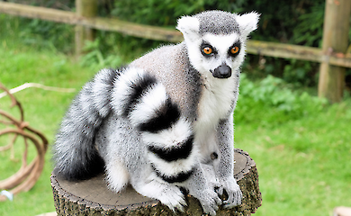 Studie: In Madagaskar werden jedes Jahr rund 13.000 rote Lemuren gegessen