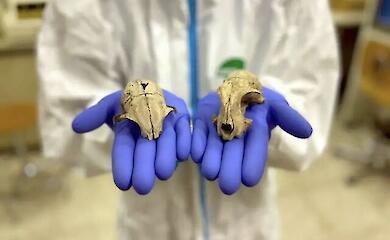 Ihre Katze ist Afrikanerin: Wissenschaftler haben die unerwartete Herkunft von Haustieren entdeckt