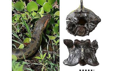 12 Millionen Jahre ohne Ver&auml;nderung: Anakondas stecken im 'Monstermodus' fest