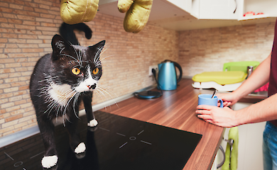 Katzen w&auml;hlen M&auml;nner: Neue Studie schockiert Besitzer