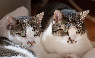 Prominente klonen Hunde und Katzen, aber das Verfahren birgt Risiken für die Gesundheit der Tiere - und bringt Ihr Haustier nicht zu Ihnen zurück