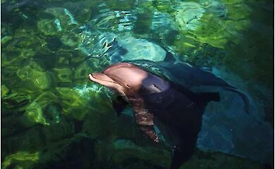 Das Mittelmeer wird die erste Delfinauffangstation nach der Gefangenschaft beherbergen