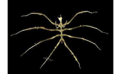 Hunderte neuer Arten wurden auf dem Grund des Pazifiks gefunden