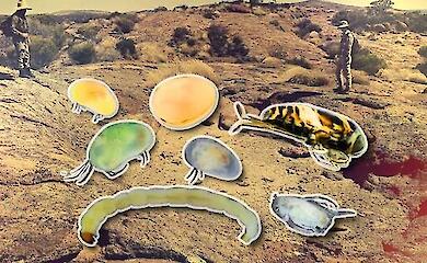 Wissenschaftler haben Dutzende einzigartiger Arten beschrieben, die in Australiens Felsbecken vom Aussterben bedroht sind