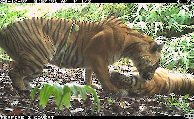 In den Wäldern von Sumatra fanden sie etwas, an das kaum jemand glaubte: eine Tigerpopulation, die die Forscher schockierte