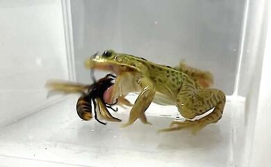 Frösche schlucken asiatische Riesenhornissen - selbst nach Injektionen in Augen und Mund