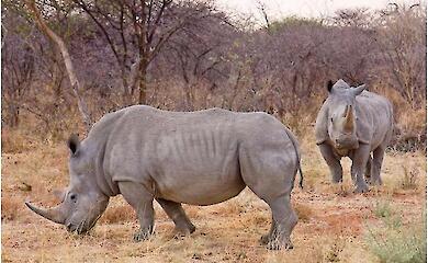Wo es wenig Salz gibt, gibt es auch wenig Riesen: eine neue Erklärung für Afrikas "fehlende" große Pflanzenfresser