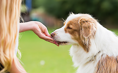 Übergewicht verkürzt das Leben von Hunden: Große Studie enthüllt reale Zahlen
