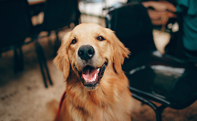 Eine neue Studie zeigt, dass wir die Emotionen von Hunden oft falsch deuten