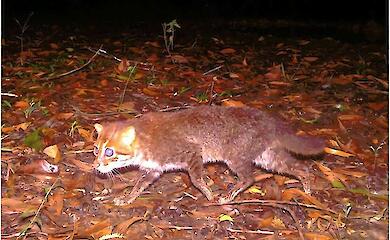 Eine ausgestorben geglaubte Wildkatze wird nach 30 Jahren unerwartet in Thailand gefunden