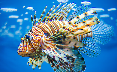 Fische mit giftigen Stacheln werden in Europa inzwischen massenhaft gegessen