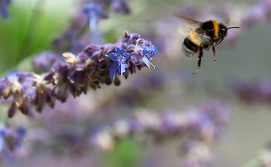 Von Hermaphroditen zu den 'drei Geschlechtern': das geheime Leben der Pflanzen