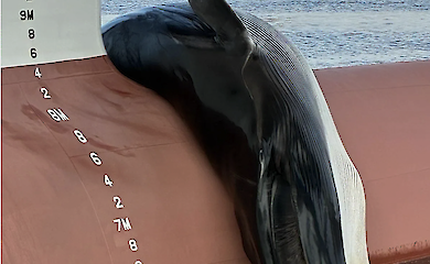 Schock im Hafen von New Jersey: Kadaver eines vom Aussterben bedrohten Wals auf einem Schiff gefunden