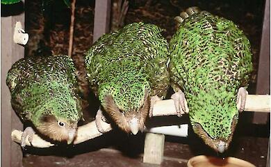 Ein seltener Papagei, der nicht fliegen kann, hat zum ersten Mal seit vier Jahren wieder mit der Zucht begonnen