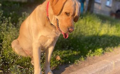 Vom Basset zum Spaniel: Wissenschaftler erklären, was die Ohrlänge bei Hunden bestimmt