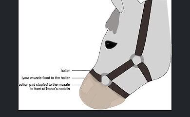 Pferde "riechen" menschliche Angst und werden nervös