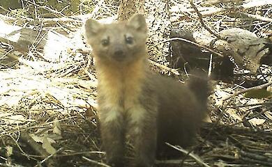 Ein fast ausgestorbener Marder wurde dort gefunden, wo er sich am wohlsten fühlte