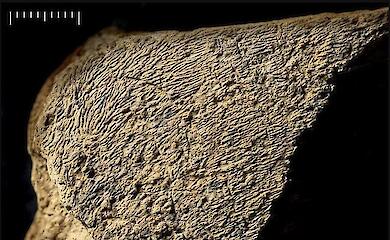 Ein Instrument aus Elefantenknochen, das älteste in Europa, wurde in England gefunden - es ist etwa 500.000 Jahre alt