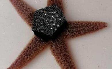 Wissenschaftler erklären, wie Seesterne ihre Beine ohne Gehirn steuern