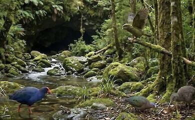 verlorene Welt": Millionen Jahre alte Fauna - und ein Vorfahre des Kakapos - in einer neuseel&auml;ndischen H&ouml;hle gefunden