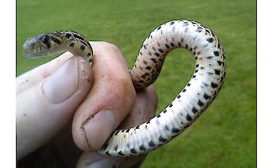 Woher kommt die Abneigung gegen Schlangen?