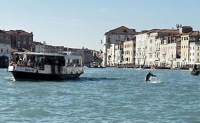Ein einsamer Delfin lebt seit Monaten in der Lagune von Venedig