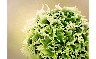 Die Erinnerung an eine Impfung kann ein Leben lang anhalten