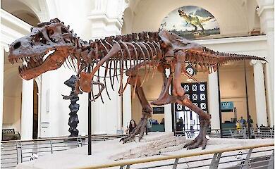 Der Tyrannosaurus ging auf Zehenspitzen, nicht mit dem ganzen Fu&szlig;