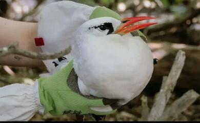 Der Rotschwanz-Ph&auml;eton ist ein Seevogel, der bis zu 2.000 Kilometer weit fliegen kann, um eine Partnerin zu finden