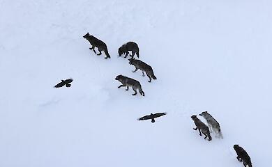 Raben fliegen über ein Wolfsrudel im Yellowstone National Park