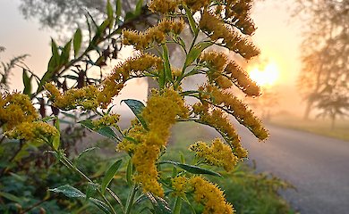 Wissenschaftler haben entdeckt, dass Pflanzen zählen können