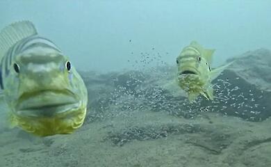 buntbarsche sch&uuml;tzen ihre Nachkommen unter Wasser