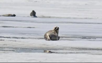 eine Robbe auf einer Eisscholle in der Arktis in der N&auml;he des Wassers