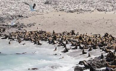 wilde Tiere auf dem Ozean