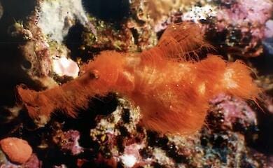 Ein "pelziger" Geisterfisch wurde am Great Barrier Reef gefunden