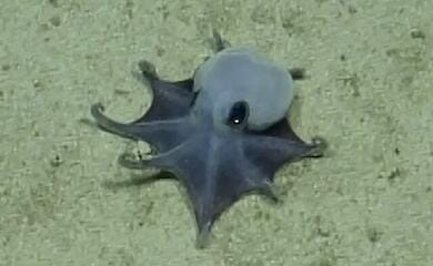 Vor den Galapagosinseln wurde ein winziger blauer Oktopus beschrieben