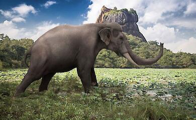 Sri Lankas ausgestorbene Giganten in 3D nachgebaut