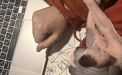 Möchten Sie Stress abbauen, indem Sie eine Katze auf den Arm nehmen? Wissenschaftler sind sich nicht sicher, ob das funktioniert