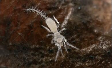 In Australien wurde ein blinder „Mikroskorpion“ mit einer Länge von nur etwa 1,5 mm entdeckt