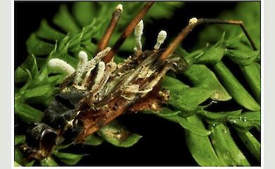 In den Dschungeln von Borneo wurde ein neuer Hyperparasit-Pilz entdeckt, der den „Zombie-Pilz“ im Inneren eines toten Insekts befällt