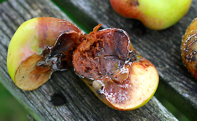 Wie ein Beutel mit Tonerde die Haltbarkeit von Obst und Gem&uuml;se verl&auml;ngern kann